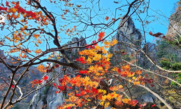 흘림골 단풍. 사진=메이저카지노사이트 칼럼니스트