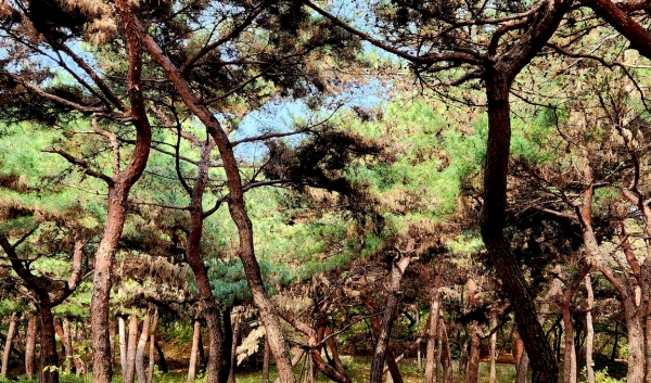 바카라 고정 배팅 팔도소나무 숲. 사진=박경희 칼럼니스트