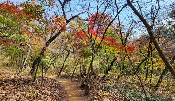 바카라 고정 배팅 숲길. 사진=박경희 칼럼니스트