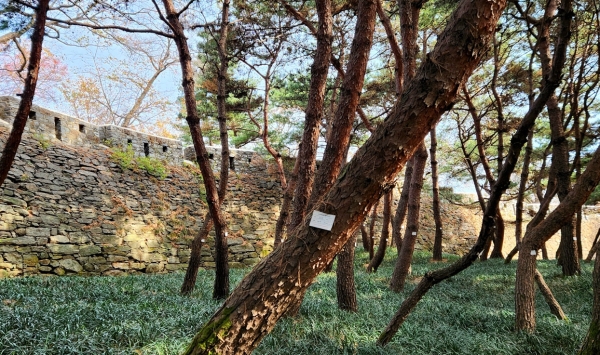 바카라 고정 배팅 성벽 앞 소나무와 맥문동. 사진=박경희 칼럼니스트