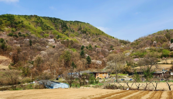 자진뱅이마을 뒷산. 사진=코리안 스피드 바카라 e 칼럼니스트