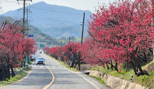 홍도화 가로수길. 사진=코리안 스피드 바카라 e 칼럼니스트