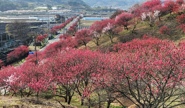 홍도화 동산. 사진=코리안 스피드 바카라 e 칼럼니스트