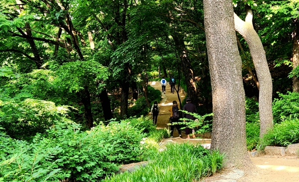 봉은사 명상길. 사진=바카라 에볼루션 칼럼니스트