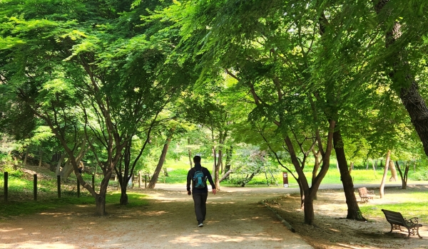 선정릉내 숲 길. 사진=바카라 에볼루션 칼럼니스트