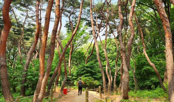 선정릉내 소나무 길. 사진=바카라 에볼루션 칼럼니스트