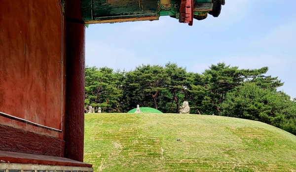 중종의 능(정릉)이 저 멀리 보인다. 봉분 공사중이어서 출입이 제한돼 정자각에서 촬영했다. 사진=바카라 에볼루션 칼럼니스트