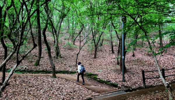 매봉산 둘레 길. 사진=바카라 에볼루션 칼럼니스트