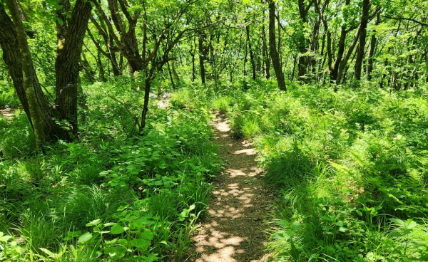 카지노사이트 추천 정상으로 올라가는 등산로. 사진=박경희 칼럼니스트