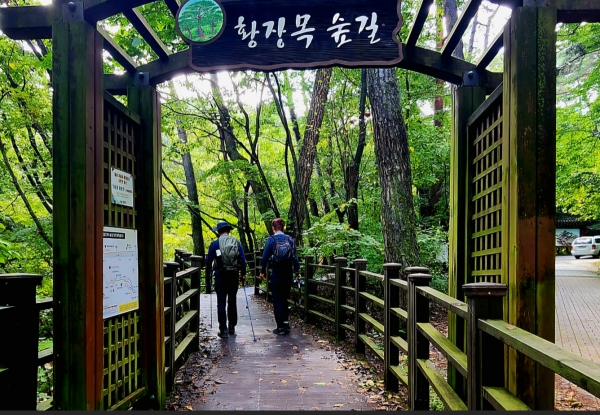 황장목 숲길 입구. 사진-바카라 확률 칼럼니스트